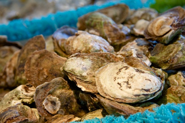 Oyster Special Montreal La Sirene de la Mer